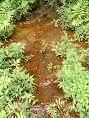 Iron Bacteria in Water Iron Bacteria Removal from Water